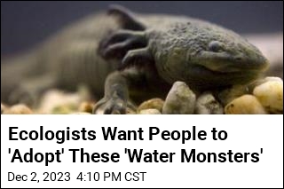 Ecologists Want People to &#39;Adopt&#39; These &#39;Water Monsters&#39;