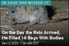 Australian Town Battles a Literal Sea of Rats