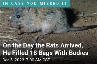Australian Town Battles a Literal Sea of Rats