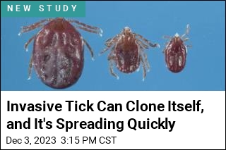 Invasive Tick Can Clone Itself, and It&#39;s Spreading Quickly