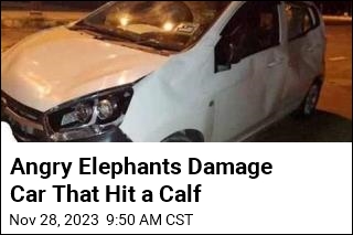 After Accident, Road Rage Ensues&mdash;by Elephants