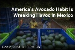 America&#39;s Avocado Habit Is Wreaking Havoc in Mexico