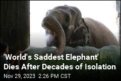 &#39;World&#39;s Saddest Elephant&#39; Dies in Manila Zoo