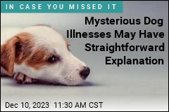 This Could Be Behind &#39;Mystery&#39; Dog Illnesses