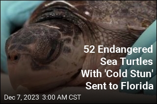 52 Sea Turtles Recovering From &#39;Cold Stun&#39;