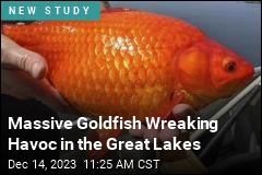 They Tracked Giant Goldfish for Years to Learn How to Kill Them