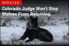 Cattle Industry Sues to Delay the Release of Wolves