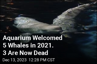3rd Whale in 2 Years Dies at Connecticut Aquarium