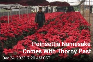 Poinsettia Namesake Comes With Thorny Past
