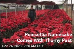 Poinsettia Namesake Comes With Thorny Past