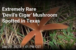 Extremely Rare Hissing Mushroom Spotted in Texas