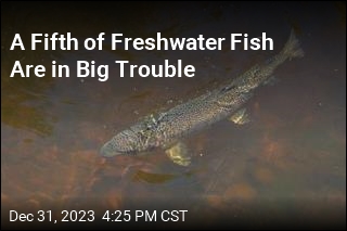 A Fifth of Freshwater Fish Are in Big Trouble