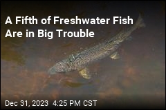 A Fifth of Freshwater Fish Are in Big Trouble