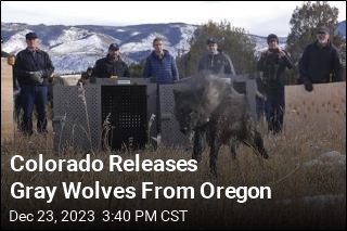 Colorado Releases Gray Wolves From Oregon