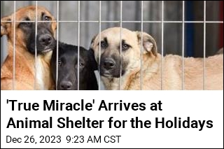 This Shelter Has No More Dogs for First Time Since the &#39;70s