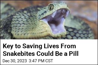 Key to Saving Lives From Snakebites Could Be a Pill