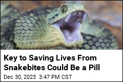 Key to Saving Lives From Snakebites Could Be a Pill