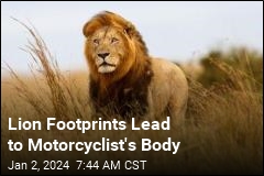 Lion Footprints Lead to Motorcyclist&#39;s Body