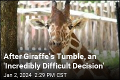 Dallas Zoo Euthanizes Giraffe Injured in a Fall