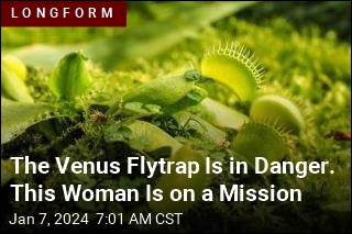 She&#39;s On a Mission to Save the Venus Flytrap