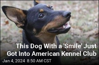 This 'Gritty Little Dog' Just Got Into American Kennel Club