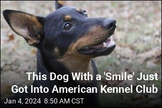 This &#39;Gritty Little Dog&#39; Just Got Into American Kennel Club