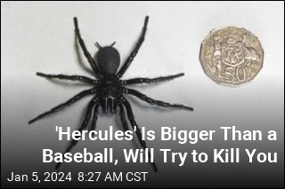 If You Have Arachnophobia, Read on With Caution