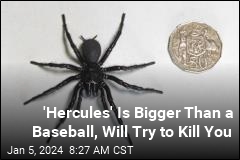 If You Have Arachnophobia, Read on With Caution