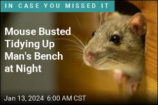 Mouse Caught Tidying Up Man&#39;s Workbench