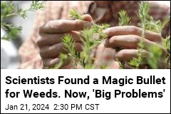 Scientists Found a Magic Bullet for Weeds. Now, &#39;Big Problems&#39;