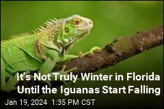 It&#39;s Not Truly Winter in Florida Until the Iguanas Start Falling