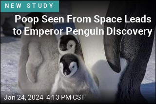 He Found New Emperor Penguin Colonies&mdash;but He&#39;s Dour