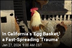 In California&#39;s &#39;Egg Basket,&#39; a Fast-Spreading &#39;Trauma&#39;