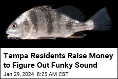 Tampa Residents Raise Money to Figure Out Funky Sound