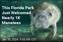 This Florida Park Just Welcomed Nearly 1K Manatees