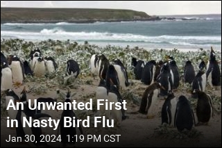 Nasty Bird Flu Hits Antarctic Mammals