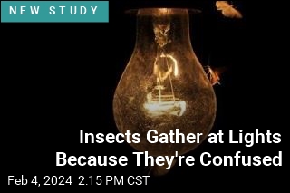 Insects Gather at Lights Because They&#39;re Confused