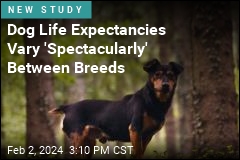 Small, Long-Nosed Dogs Live Longest