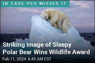 Striking Photo of Sleepy Polar Bear Wins Wildlife Award