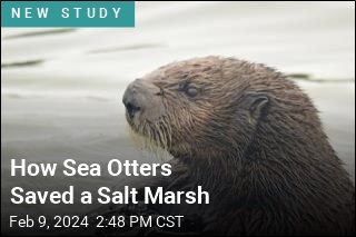Sea Otters Play Big Role in Preventing Erosion