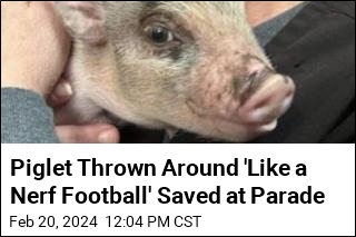 Piglet Thrown Around &#39;Like a Nerf Football&#39; Saved at Parade