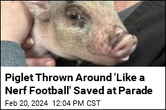 Piglet Thrown Around &#39;Like a Nerf Football&#39; Saved at Parade