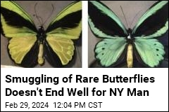Guy Pleads Guilty to Smuggling Rare Butterflies