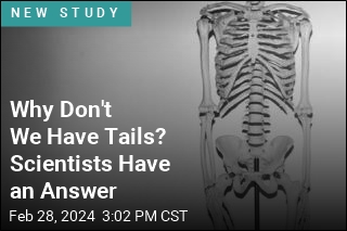 Why Don&#39;t We Have Tails? Scientists Find a Clue