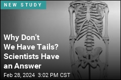 Why Don&#39;t We Have Tails? Scientists Find a Clue