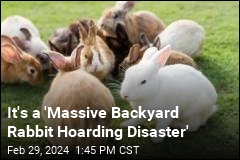 In Guy's Backyard, an Estimated 300 Rabbits