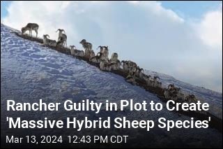 Rancher Guilty in Plot to Create &#39;Massive Hybrid Sheep Species&#39;