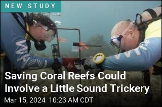 Saving Reefs Could Involve Tricking Coral With Sound