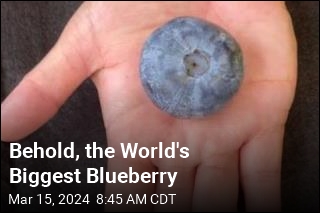 Ping Pong Ball-Sized Blueberry Breaks Record
