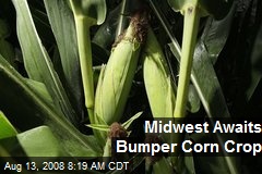 Midwest Awaits Bumper Corn Crop
